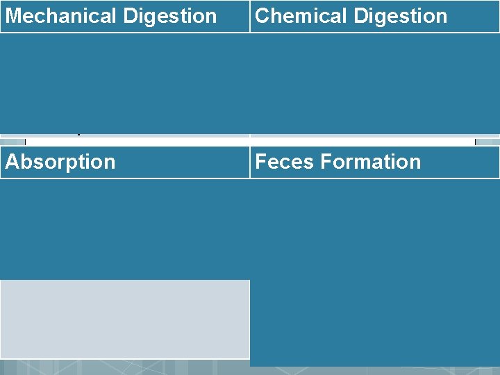 Mechanical Digestion Chemical Digestion • • • Bacterial fermentation Gastroileal reflex Haustral churning Peristalsis Mechanical Digestion Chemical Digestion • • • Bacterial fermentation Gastroileal reflex Haustral churning Peristalsis