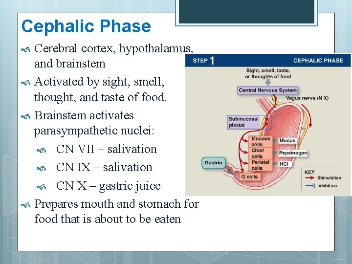 Cephalic Phase Cerebral cortex, hypothalamus, and brainstem Activated by sight, smell, thought, and taste Cephalic Phase Cerebral cortex, hypothalamus, and brainstem Activated by sight, smell, thought, and taste