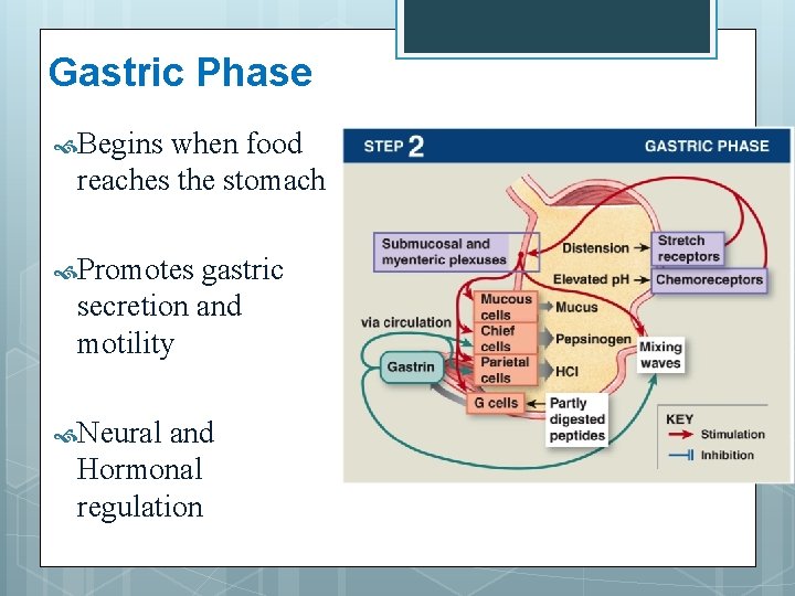 Gastric Phase Begins when food reaches the stomach Promotes gastric secretion and motility Neural