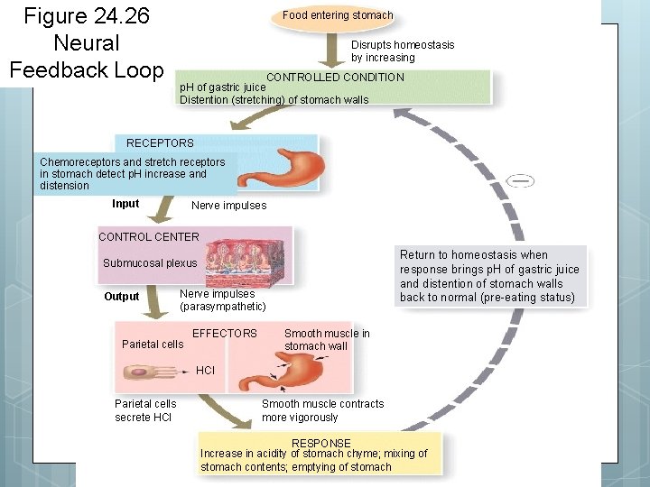 Figure 24. 26 Neural Feedback Loop Food entering stomach Disrupts homeostasis by increasing CONTROLLED