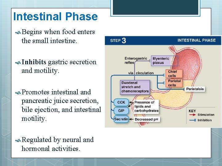 Intestinal Phase Begins when food enters the small intestine. Inhibits gastric secretion and motility.