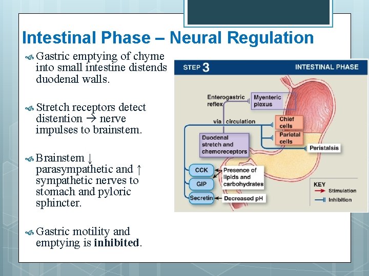 Intestinal Phase – Neural Regulation Gastric emptying of chyme into small intestine distends duodenal