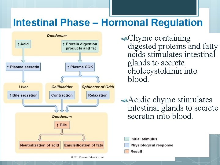 Intestinal Phase – Hormonal Regulation Chyme containing digested proteins and fatty acids stimulates intestinal