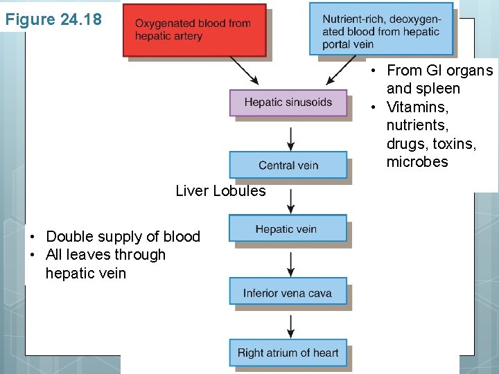 Figure 24. 18 • From GI organs and spleen • Vitamins, nutrients, drugs, toxins,