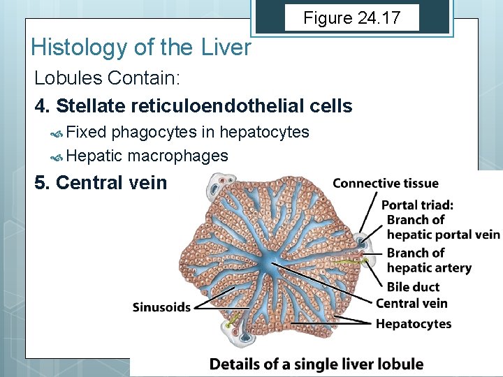 Figure 24. 17 Histology of the Liver Lobules Contain: 4. Stellate reticuloendothelial cells Fixed Figure 24. 17 Histology of the Liver Lobules Contain: 4. Stellate reticuloendothelial cells Fixed