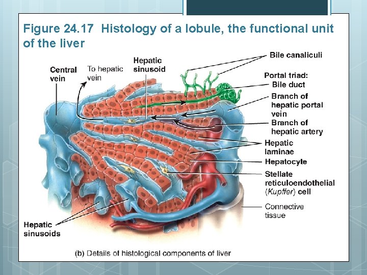 Figure 24. 17 Histology of a lobule, the functional unit of the liver 