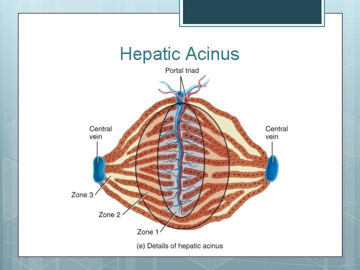 Hepatic Acinus 