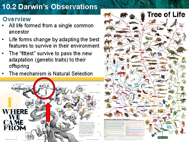 10. 2 Darwin’s Observations Overview • All life formed from a single common ancestor