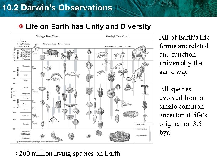 10. 2 Darwin’s Observations Life on Earth has Unity and Diversity All of Earth's