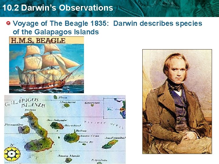 10. 2 Darwin’s Observations Voyage of The Beagle 1835: Darwin describes species of the