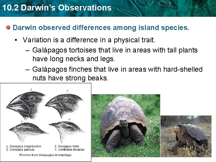 10. 2 Darwin’s Observations Darwin observed differences among island species. • Variation is a