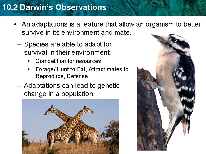 10. 2 Darwin’s Observations • An adaptations is a feature that allow an organism