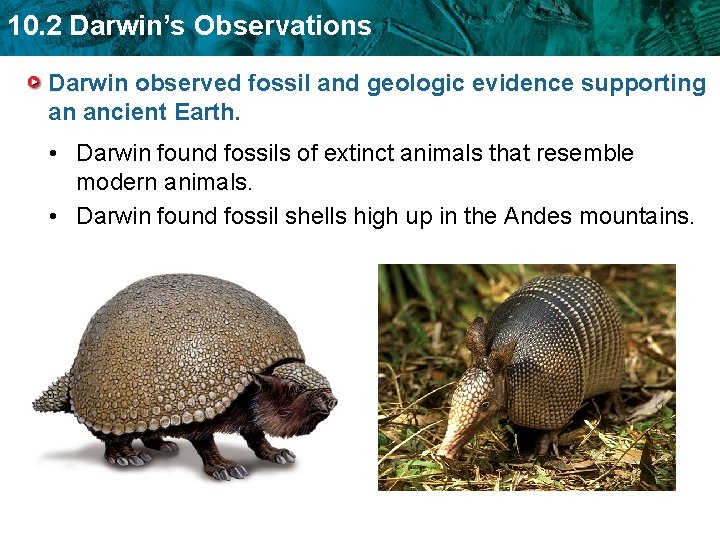 10. 2 Darwin’s Observations Darwin observed fossil and geologic evidence supporting an ancient Earth.