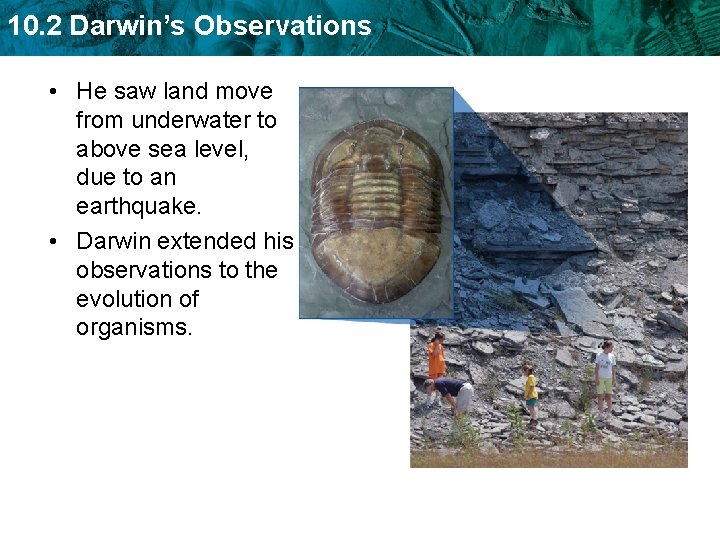 10. 2 Darwin’s Observations • He saw land move from underwater to above sea