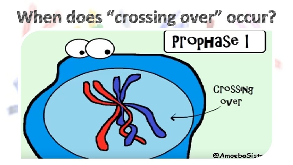 When does “crossing over” occur? 