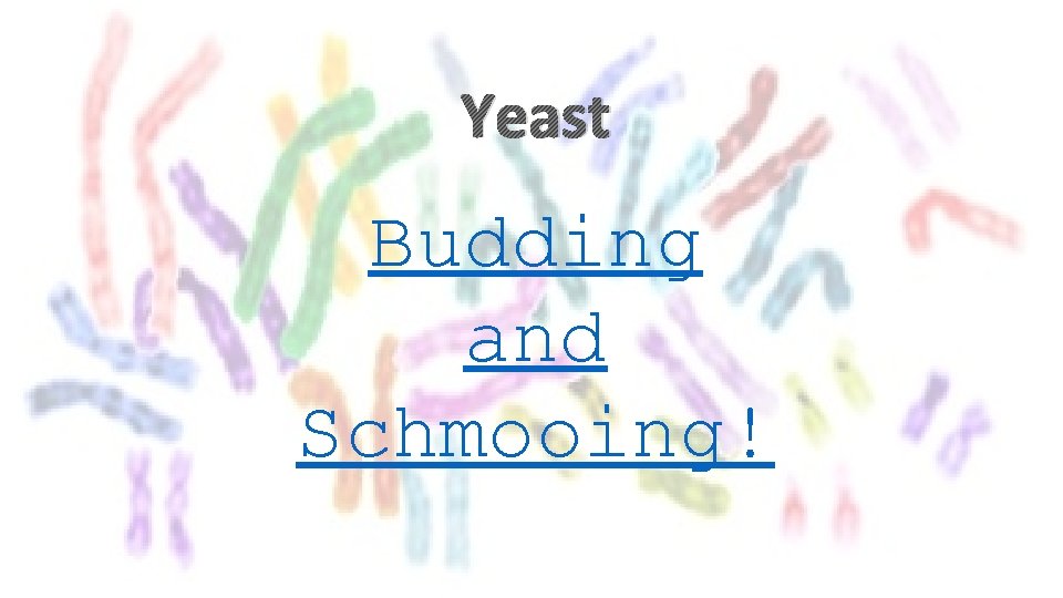 Yeast Budding and Schmooing! 