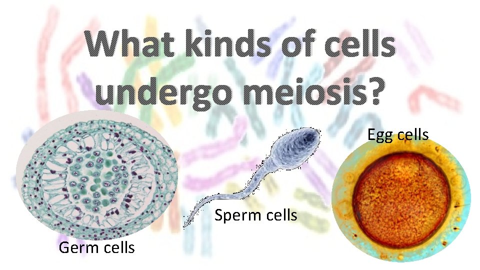 What kinds of cells undergo meiosis? Egg cells Sperm cells Germ cells 