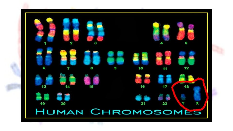 How many chromosomes do each of our cells have? 