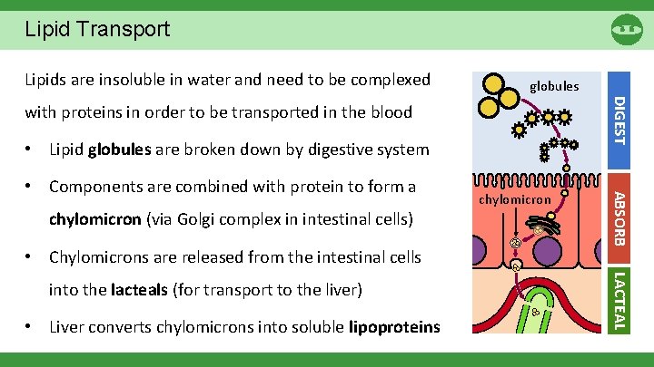 Lipid Transport Lipids are insoluble in water and need to be complexed globules DIGEST