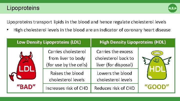 Lipoproteins transport lipids in the blood and hence regulate cholesterol levels • High cholesterol