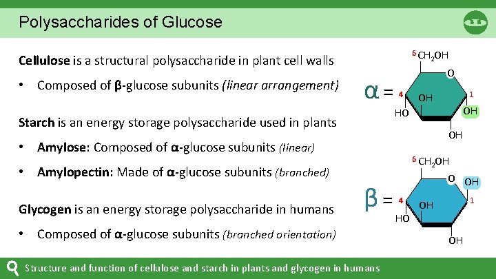 Polysaccharides of Glucose 6 CH Cellulose is a structural polysaccharide in plant cell walls