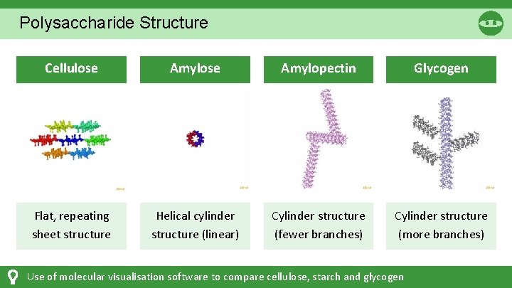 Polysaccharide Structure Cellulose Amylopectin Glycogen Flat, repeating sheet structure Helical cylinder structure (linear) Cylinder