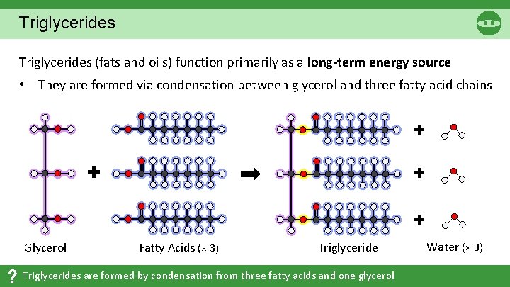Triglycerides (fats and oils) function primarily as a long-term energy source • They are