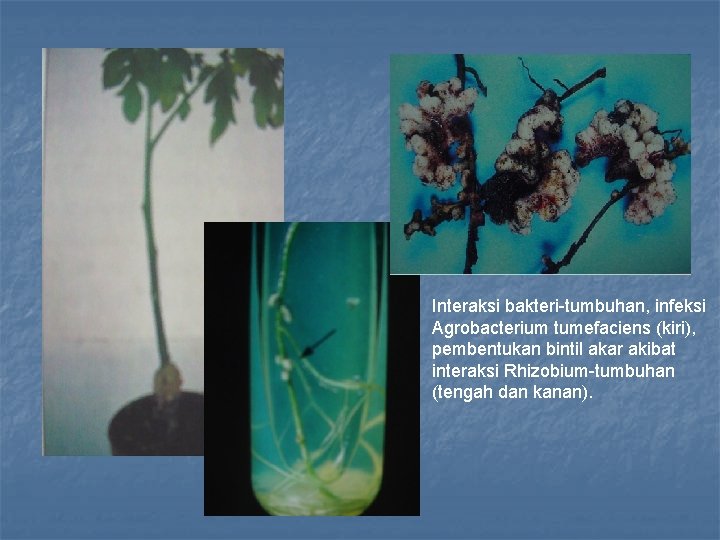 Interaksi bakteri-tumbuhan, infeksi Agrobacterium tumefaciens (kiri), pembentukan bintil akar akibat interaksi Rhizobium-tumbuhan (tengah dan
