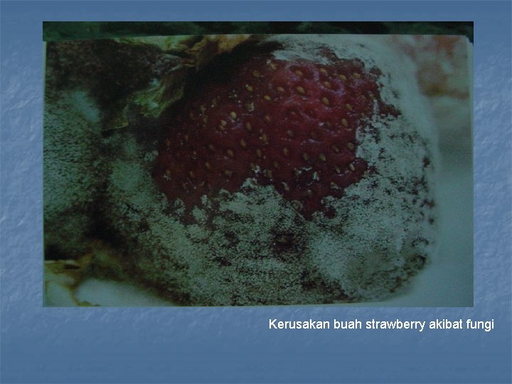 Kerusakan buah strawberry akibat fungi 