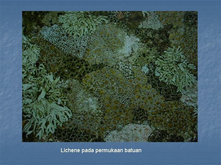 Lichene pada permukaan batuan 