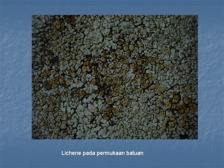 Lichene pada permukaan batuan 