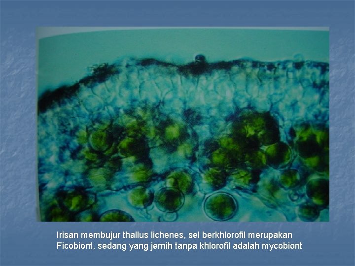 Irisan membujur thallus lichenes, sel berkhlorofil merupakan Ficobiont, sedang yang jernih tanpa khlorofil adalah