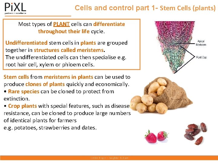 Cells and control part 1 - Stem Cells (plants) Most types of PLANT cells