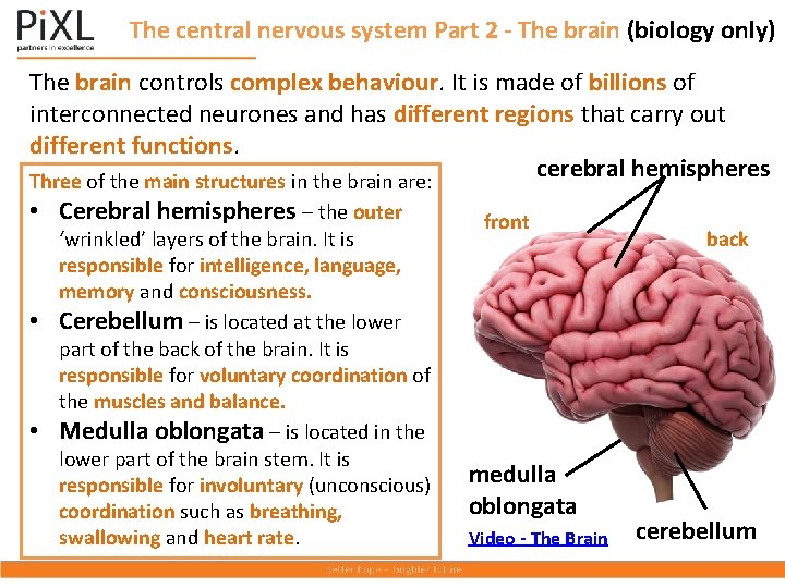 The central nervous system Part 2 - The brain (biology only) The brain controls