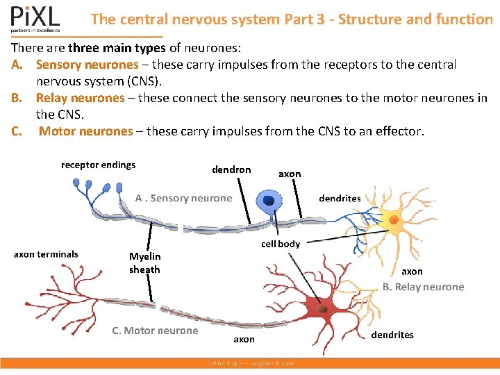 The central nervous system Part 3 - Structure and function There are three main