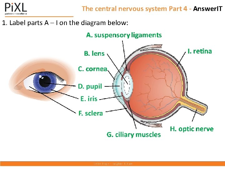 The central nervous system Part 4 - Answer. IT 1. Label parts A –