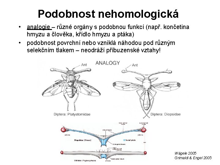 Podobnost nehomologická • analogie – různé orgány s podobnou funkcí (např. končetina hmyzu a