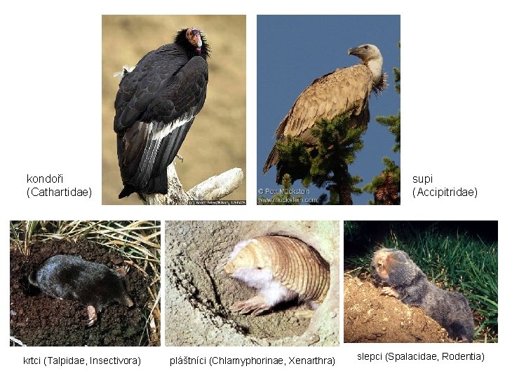 kondoři (Cathartidae) krtci (Talpidae, Insectivora) supi (Accipitridae) pláštníci (Chlamyphorinae, Xenarthra) slepci (Spalacidae, Rodentia) 