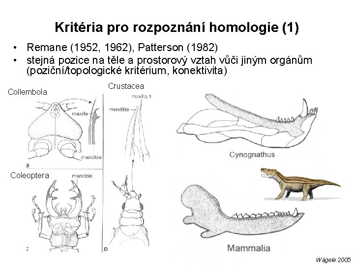 Kritéria pro rozpoznání homologie (1) • Remane (1952, 1962), Patterson (1982) • stejná pozice