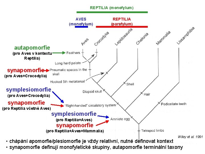 REPTILIA (monofylum) AVES (monofylum) REPTILIA (parafylum) autapomorfie (pro Aves v kontextu Reptilia) synapomorfie (pro