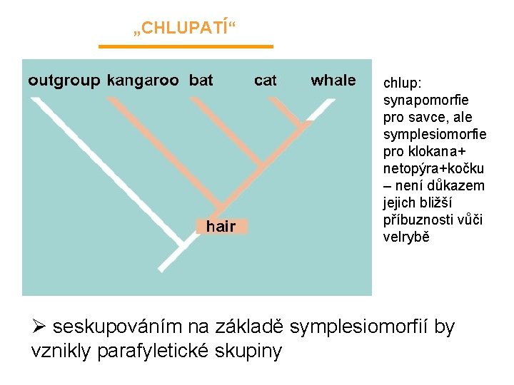 „CHLUPATÍ“ chlup: synapomorfie pro savce, ale symplesiomorfie pro klokana+ netopýra+kočku – není důkazem jejich