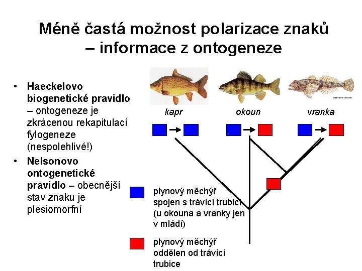 Méně častá možnost polarizace znaků – informace z ontogeneze • Haeckelovo biogenetické pravidlo –