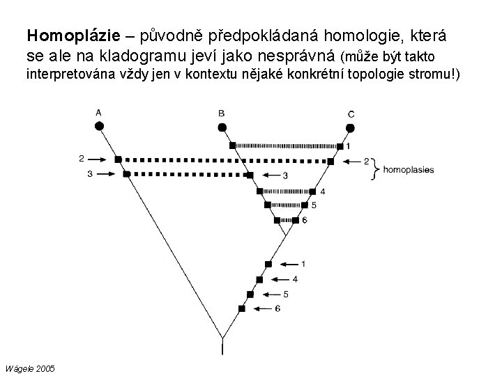 Homoplázie – původně předpokládaná homologie, která se ale na kladogramu jeví jako nesprávná (může