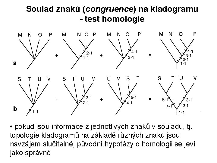 Soulad znaků (congruence) na kladogramu - test homologie • pokud jsou informace z jednotlivých