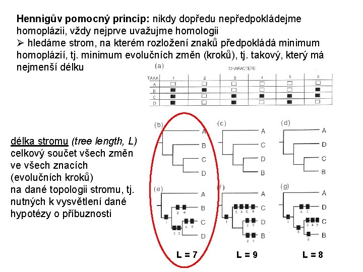 Hennigův pomocný princip: nikdy dopředu nepředpokládejme homoplázii, vždy nejprve uvažujme homologii Ø hledáme strom,