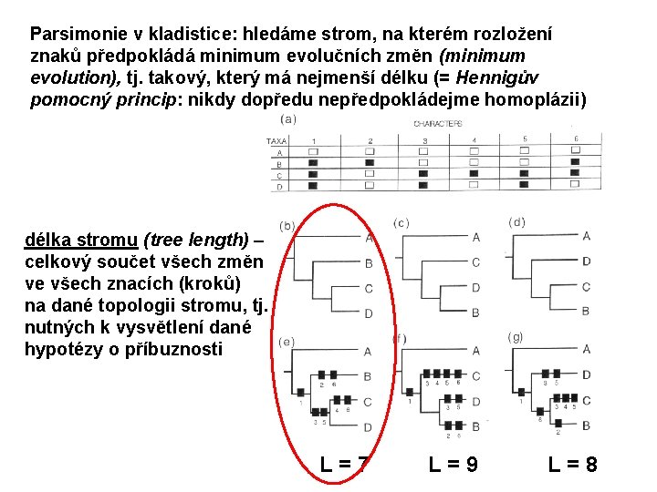 Parsimonie v kladistice: hledáme strom, na kterém rozložení znaků předpokládá minimum evolučních změn (minimum