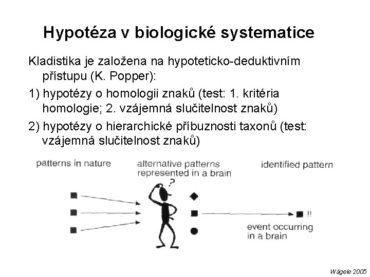 Hypotéza v biologické systematice Kladistika je založena na hypoteticko-deduktivním přístupu (K. Popper): 1) hypotézy