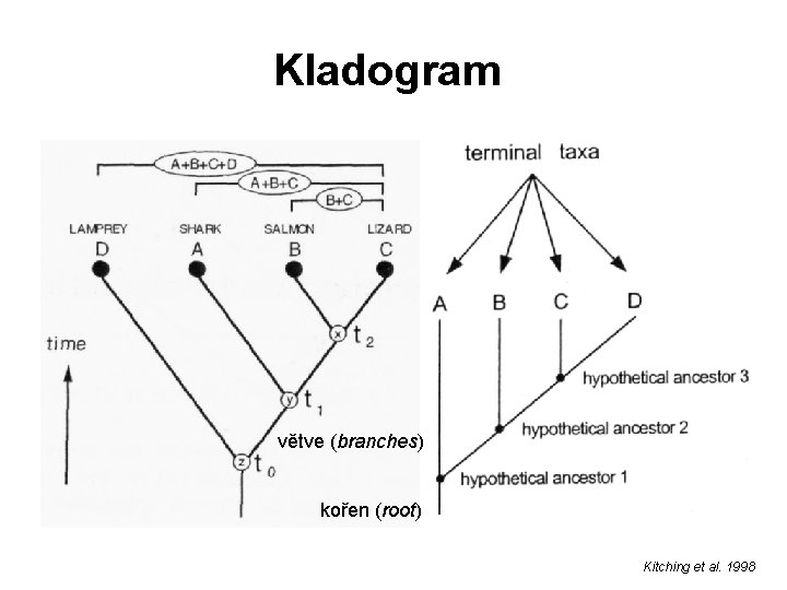 Kladogram větve (branches) kořen (root) Kitching et al. 1998 
