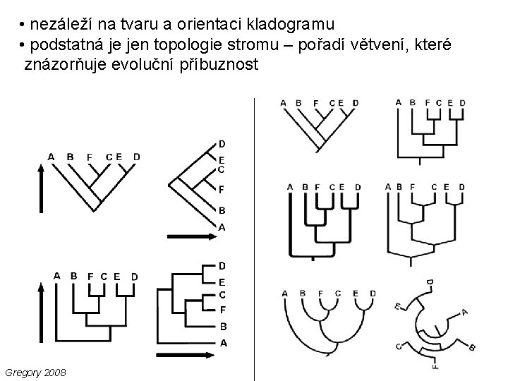 • nezáleží na tvaru a orientaci kladogramu • podstatná je jen topologie stromu