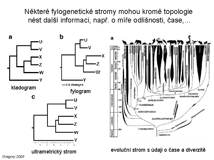 Některé fylogenetické stromy mohou kromě topologie nést další informaci, např. o míře odlišnosti, čase,